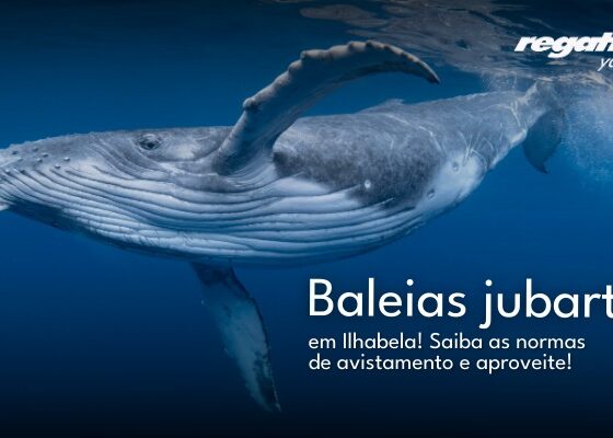 Baleias Jubarte e golfinhos em Ilhabela: Um Espetáculo da Natureza